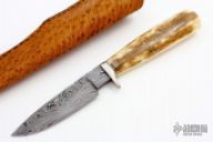 Fossil Walrus Ivory Hunter