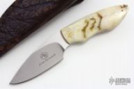 Meerkat with Sheep Horn