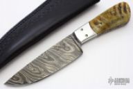 Damascus & Sheep Horn Drop Point