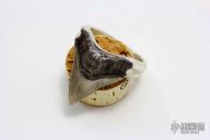 .925 Silver Sharks Tooth Ring