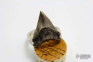 .925 Silver Sharks Tooth Ring