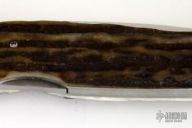 Whitewing Stag Lockback