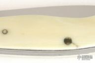 Small Slipjoint Folder