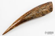 Siberian Mammoth Tusk Tip Section