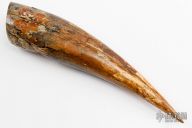 Siberian Mammoth Tusk Tip Section