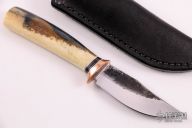 Walrus Little Sharptail