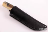 Walrus Little Sharptail