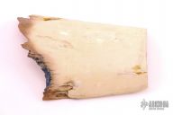 Fossil Mammoth Ivory - Interior