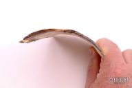 Fossil Mammoth Ivory - Interior