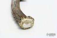 Damascus Hunter/Fighter