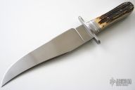 Stag  Bowie