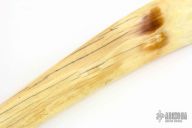 Alaskan Walrus Tusk - Scrimshaw