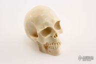 Bone Skull