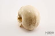 Bone Skull