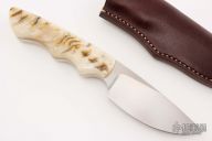 Predator - Great White - Sheep Horn