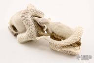 Skull/Snake/Rat carving