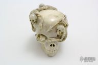 Skulls and Skeletons - Moose Horn