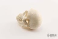 Small Skull - Stag