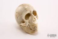 Carved Bone Skull