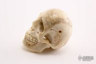 Carved Bone Skull