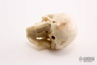 Carved Bone Skull