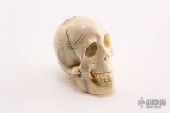 Carved Bone Skull