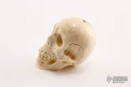 Carved Bone Skull