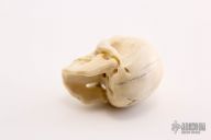 Carved Bone Skull
