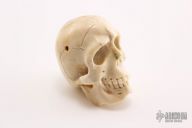 Carved Bone Skull