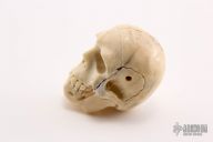 Carved Bone Skull