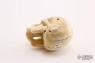 Carved Bone Skull