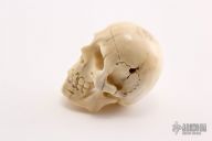 Carved Bone Skull