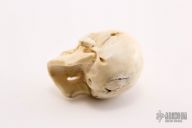Carved Bone Skull