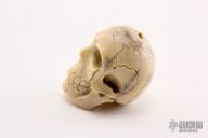 Carved Bone Skull