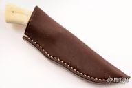 Bush Baby - Gecko - Warthog Tusk