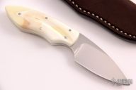 Bush Baby - Meerkat - Warthog Tusk