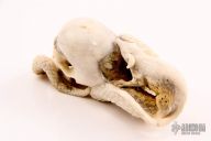  Skull/Snake/Rat carving 