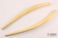 Fossil Walrus Tusk